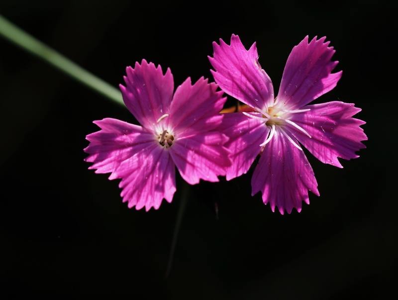 Hvozdík kartouzek(Dianthus carthusianorum) 
