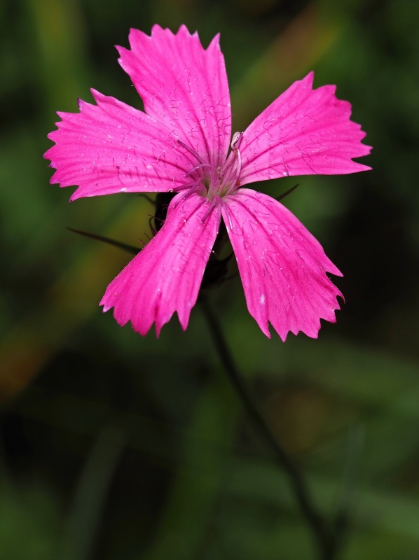 Hvozdík kartouzek(Dianthus carthusianorum) 