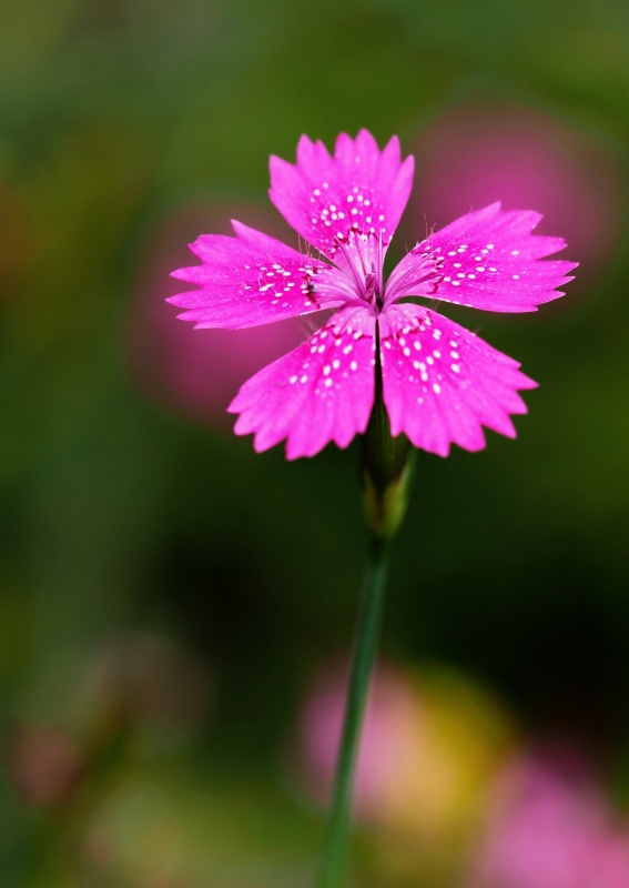 Hvozdík kropenatý (Dianthus deltoides)