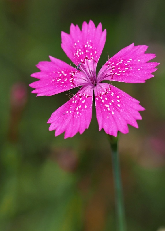 Hvozdík kropenatý (Dianthus deltoides)