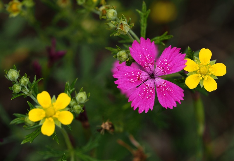 Hvozdík kropenatý (Dianthus deltoides)