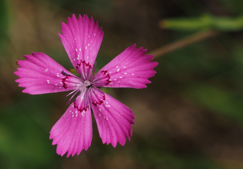 Hvozdík kropenatý (Dianthus deltoides)