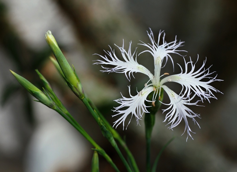 Hvozdík pyšný (Dianthus superbus)