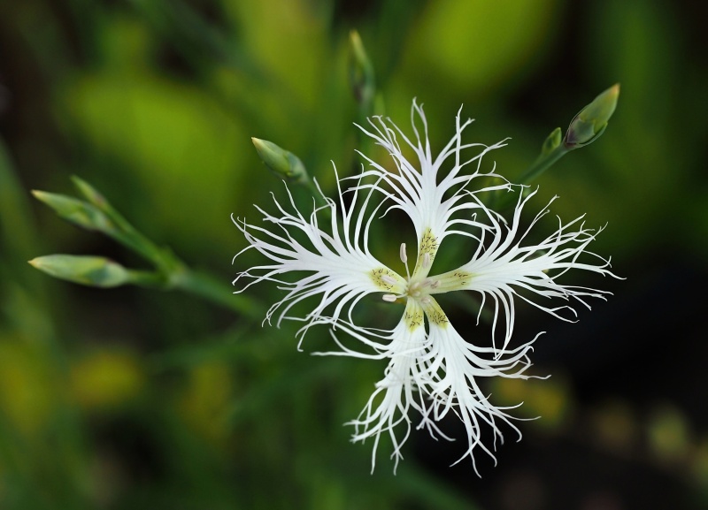 Hvozdík pyšný (Dianthus superbus)