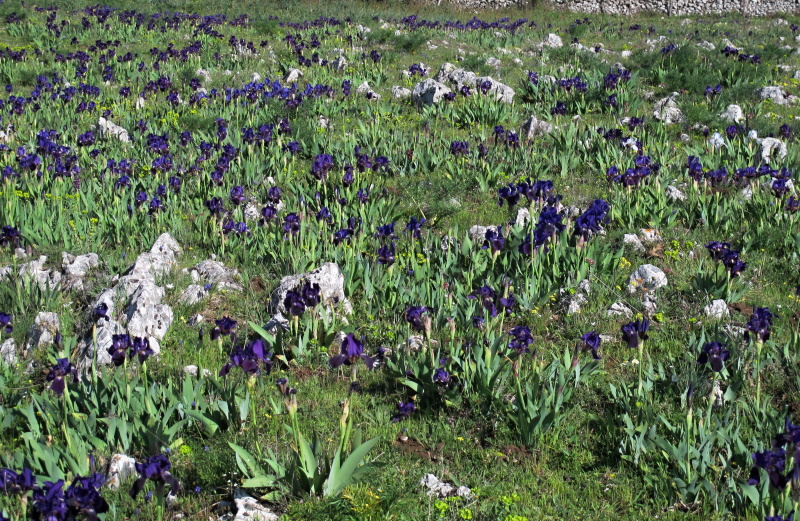 Iris bicapitata - Kosatec