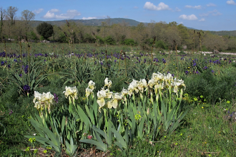 Iris bicapitata - Kosatec