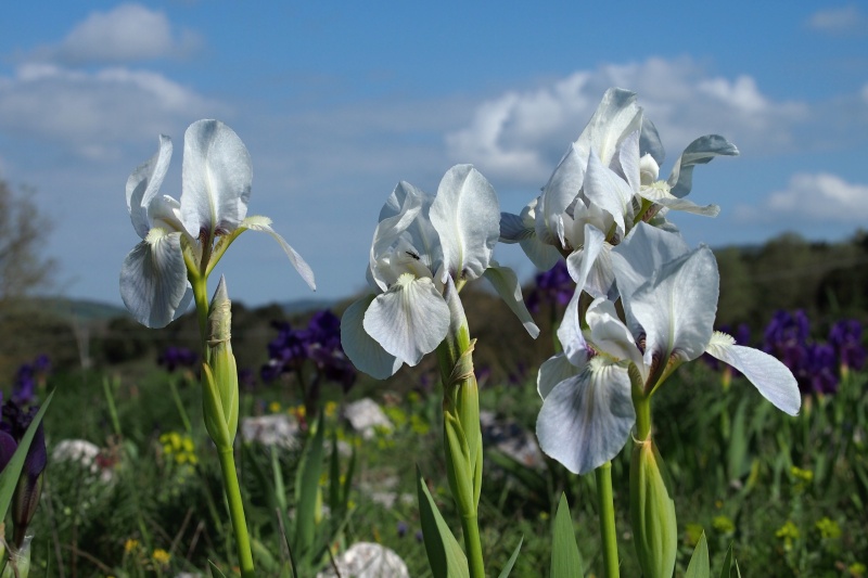 Iris bicapitata - Kosatec