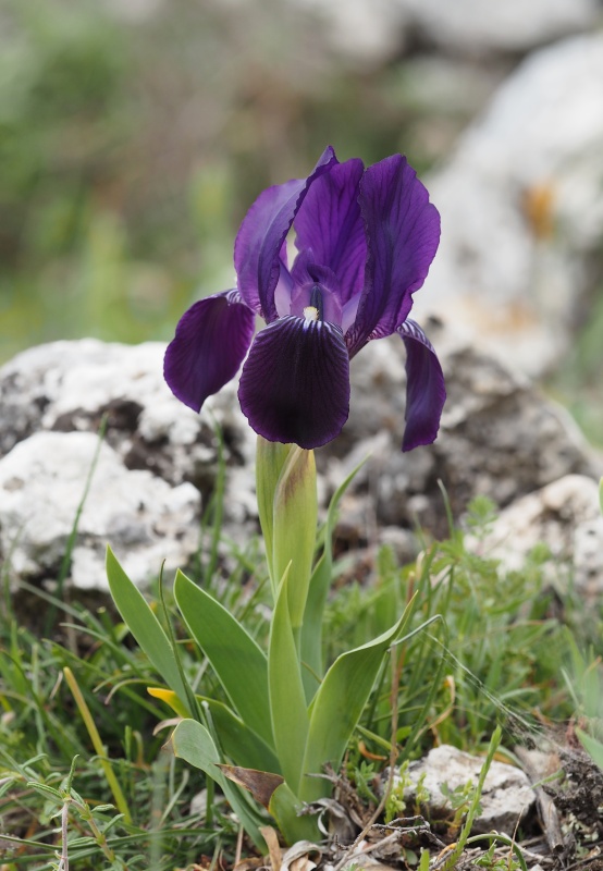 Iris bicapitata - Kosatec