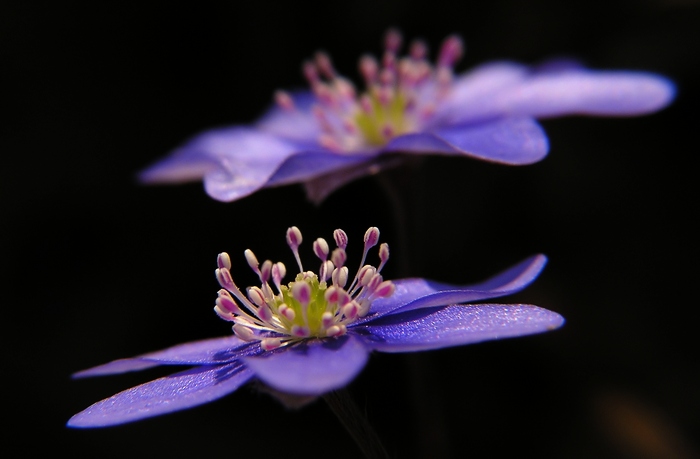 Jaterník podléška (Hepatica nobilis)