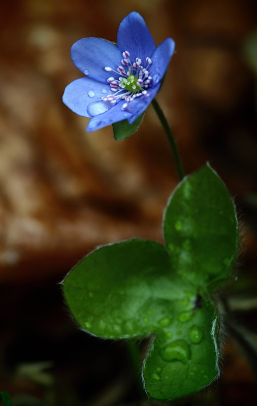 Jaterník podléška (Hepatica nobilis)