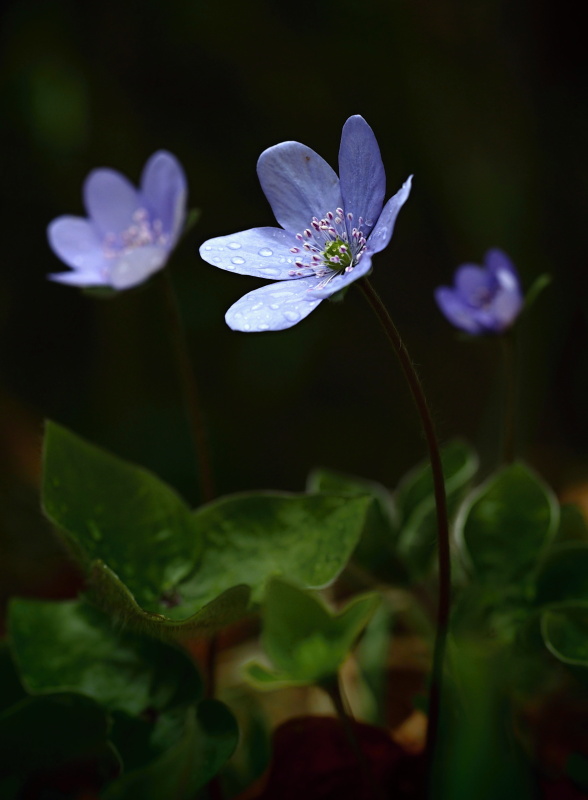 Jaterník podléška (Hepatica nobilis)