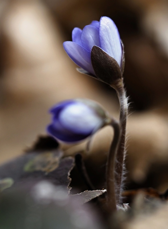 Jaterník podléška (Hepatica nobilis)