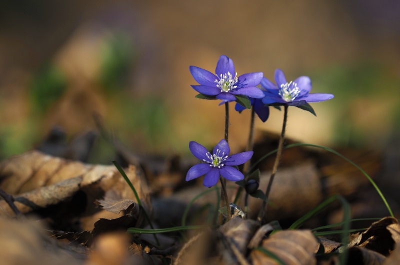 Jaterník podléška (Hepatica nobilis)