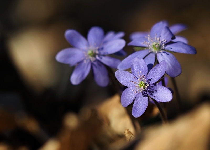 Jaterník podléška (Hepatica nobilis)