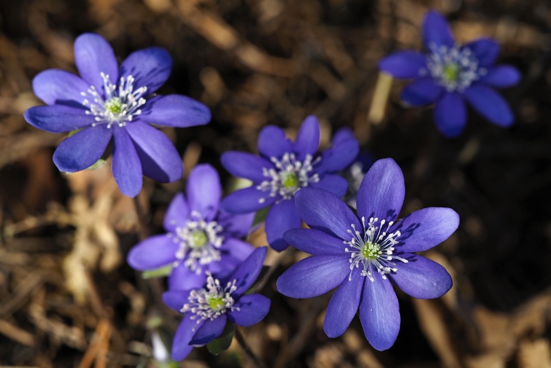 Jaterník podléška (Hepatica nobilis)