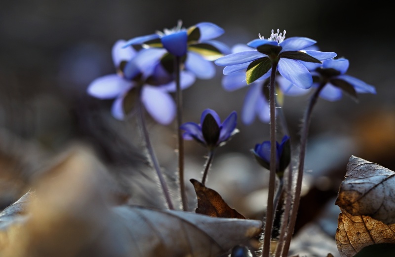 Jaterník podléška (Hepatica nobilis)