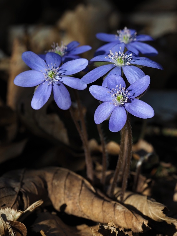 Jaterník podléška (Hepatica nobilis)