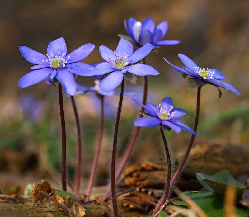 Jaterník podléška (Hepatica nobilis)