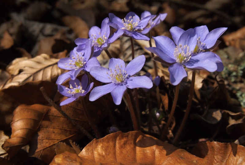 Jaterník podléška (Hepatica nobilis)