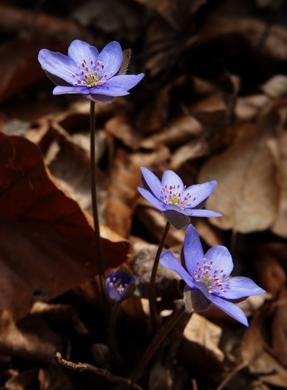 Jaterník podléška (Hepatica nobilis)