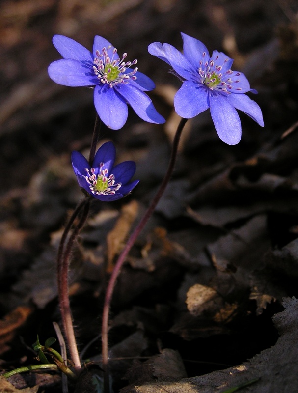 Jaterník podléška (Hepatica nobilis)
