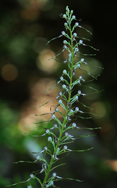 Jazýček jadranský (Himantoglossum adriaticum)