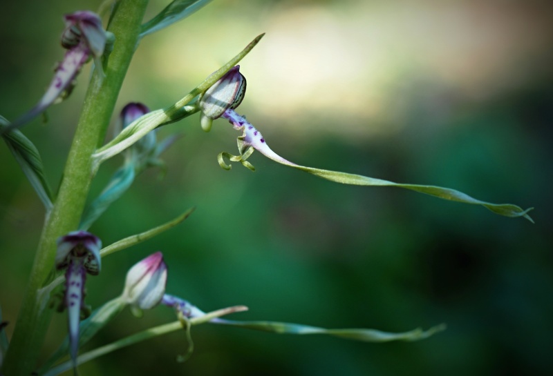 Jazýček jadranský (Himantoglossum adriaticum)