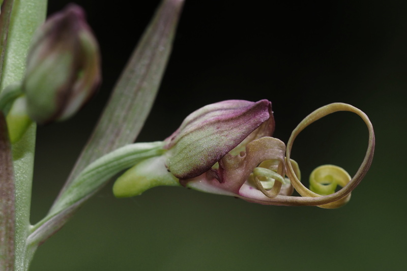 Jazýček východní (Himantoglossum caprinum)
