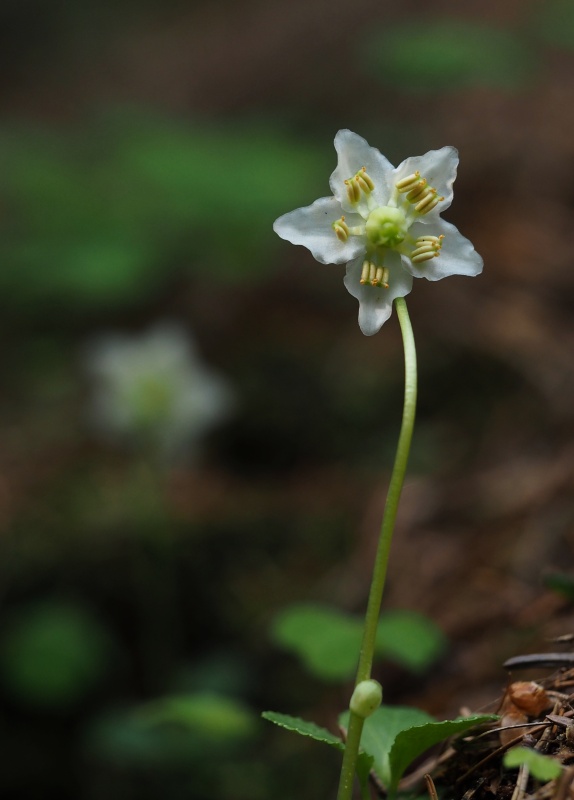 Jednokvítek velekvětý (Moneses uniflora)