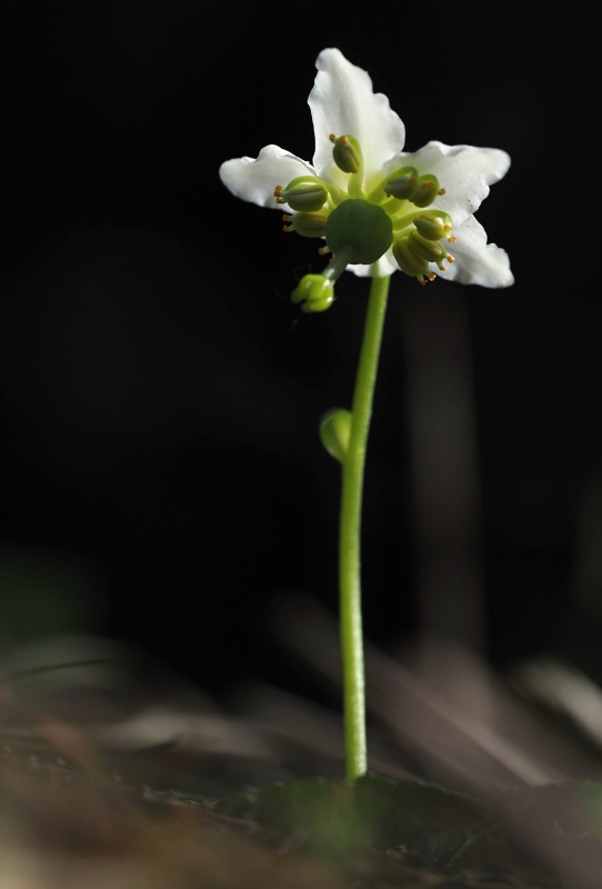 Jednokvítek velekvětý (Moneses uniflora)