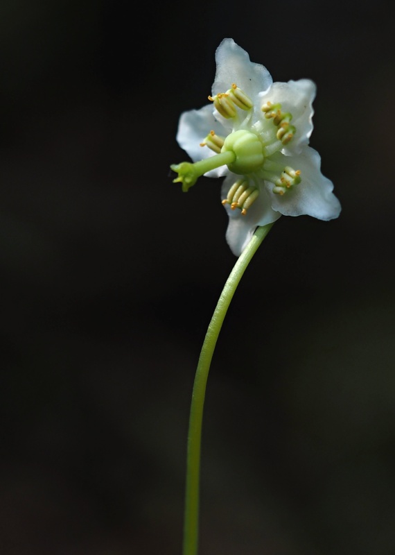 Jednokvítek velekvětý (Moneses uniflora)