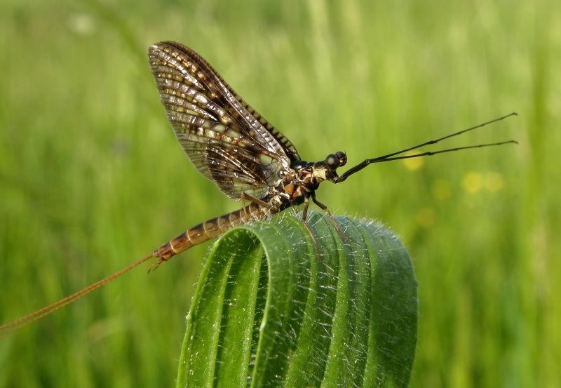 Jepice obecná (Ephemera vulgata)