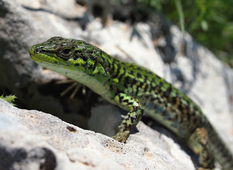 Ještěrka italská (Podarcis siculus)
