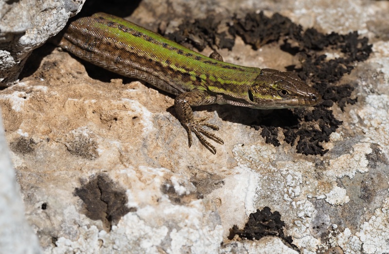 Ještěrka italská (Podarcis siculus)