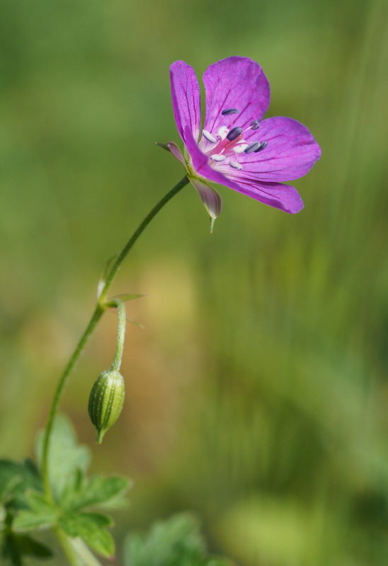 Kakost bahenní (Geranium palustre)
