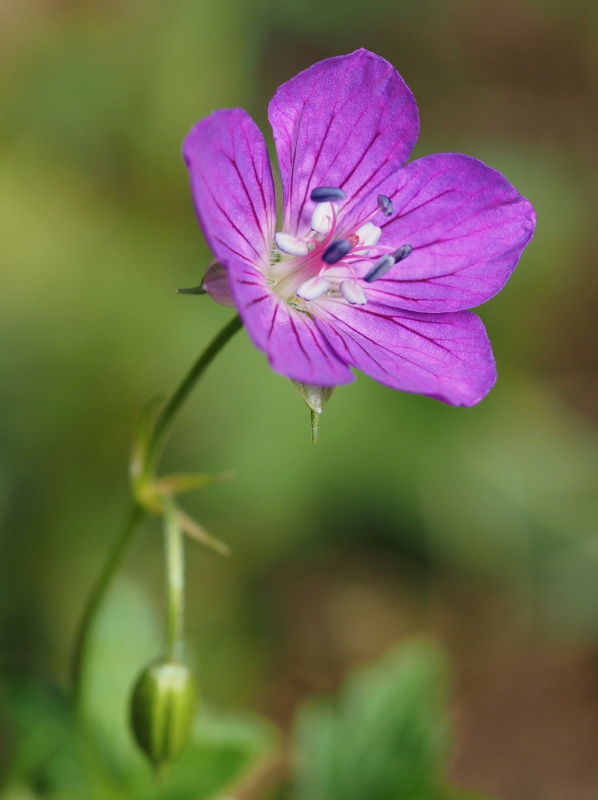 Kakost bahenní (Geranium palustre)