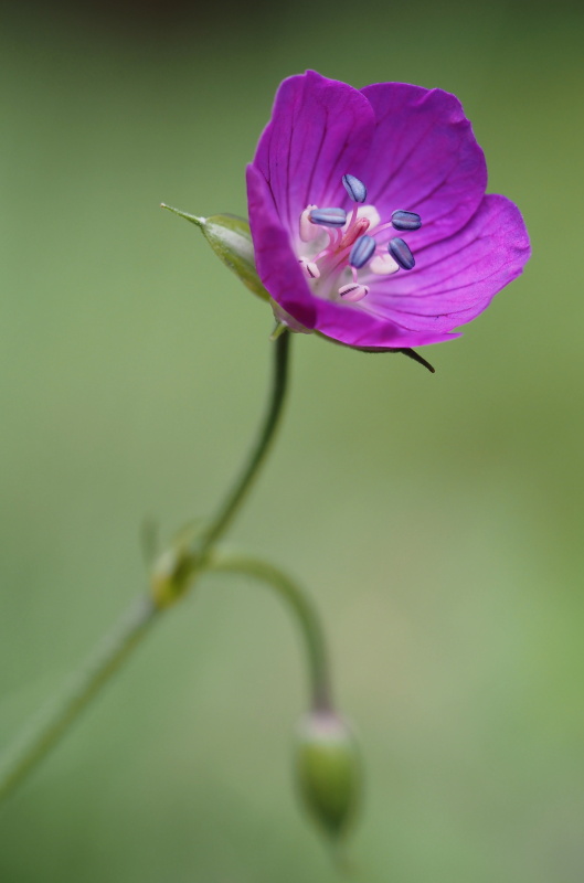 Kakost bahenní (Geranium palustre)
