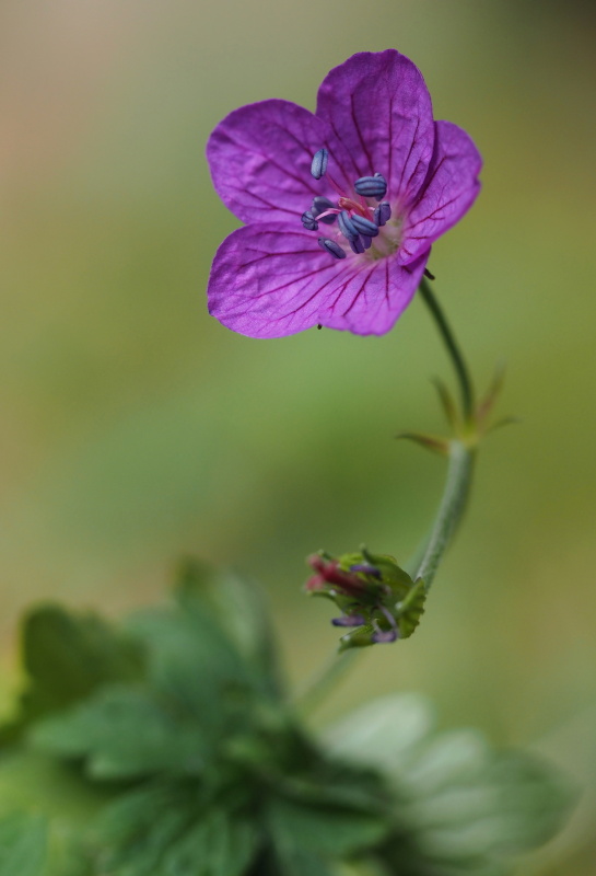Kakost bahenní (Geranium palustre)
