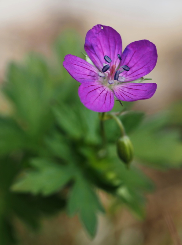 Kakost bahenní (Geranium palustre)