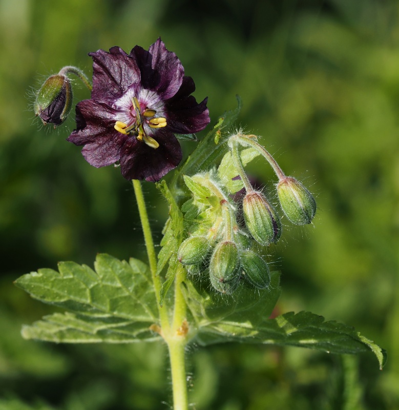 Kakost hnědočervený (Geranium phaeum)