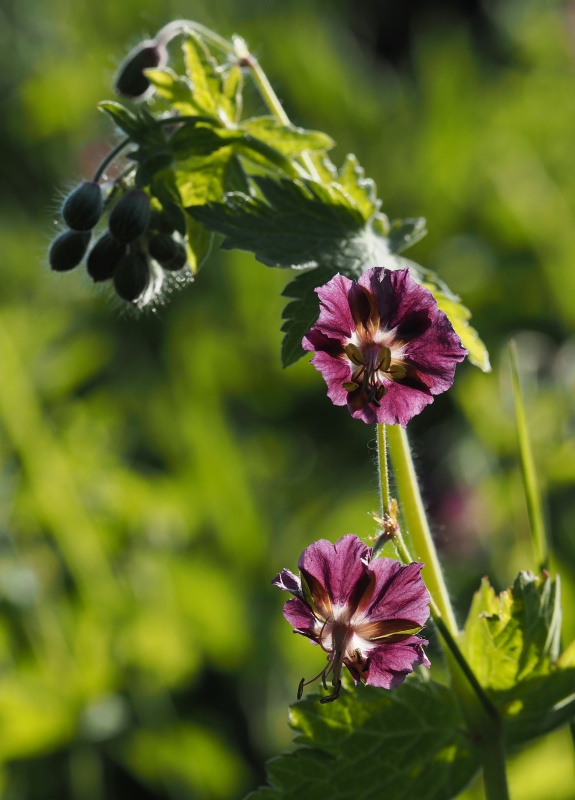 Kakost hnědočervený (Geranium phaeum)