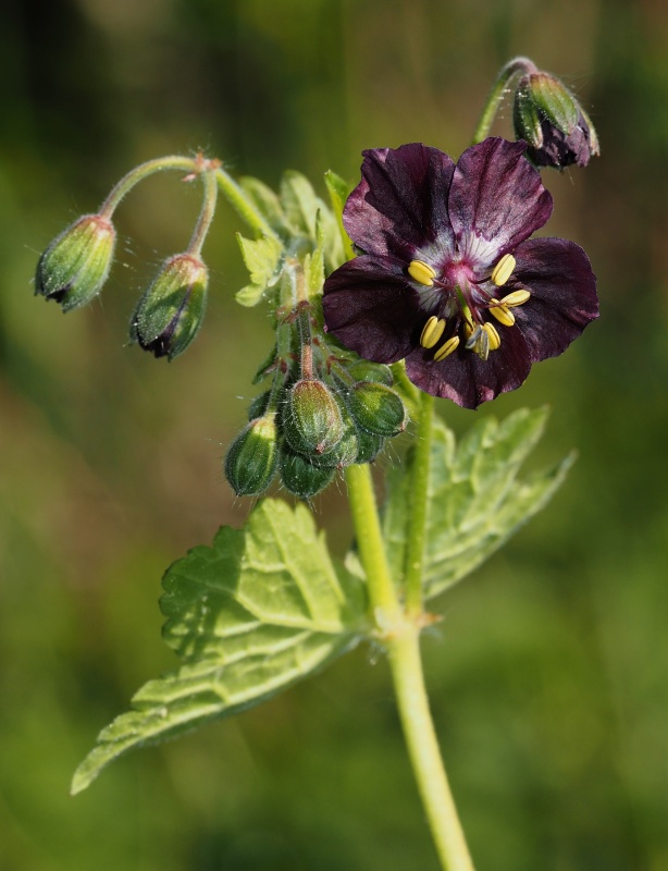 Kakost hnědočervený (Geranium phaeum)
