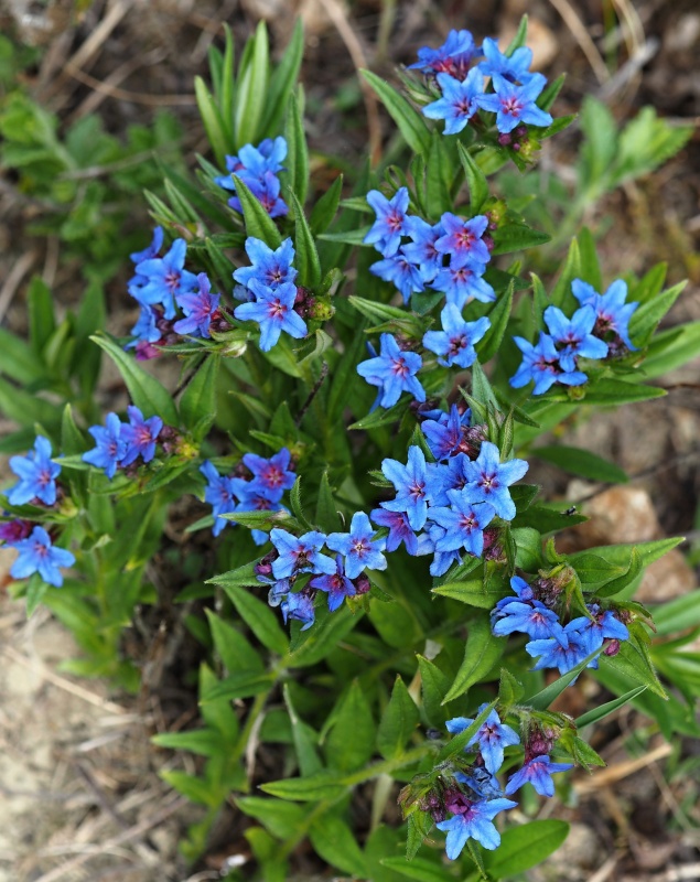 Kamejka modronachová (Lithospermum purpurocaeruleum)