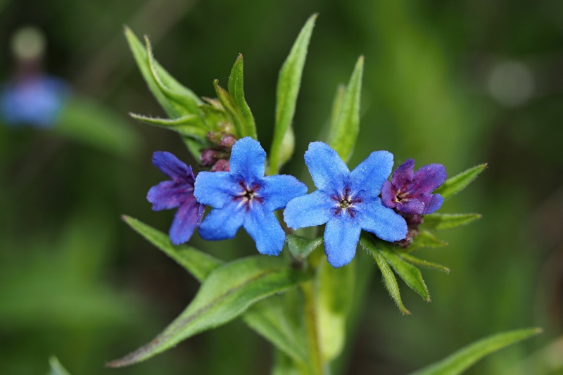 Kamejka modronachová (Lithospermum purpurocaeruleum)