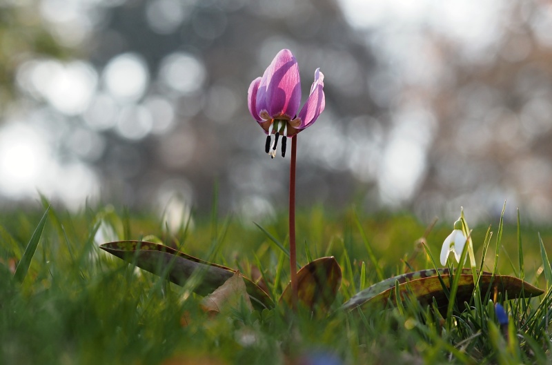 Kandík psí zub (Erythronium dens-canis)