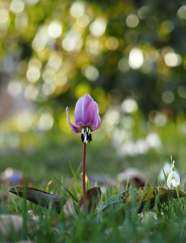 Kandík psí zub (Erythronium dens-canis)