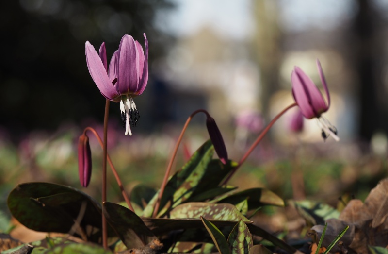 Kandík psí zub (Erythronium dens-canis)