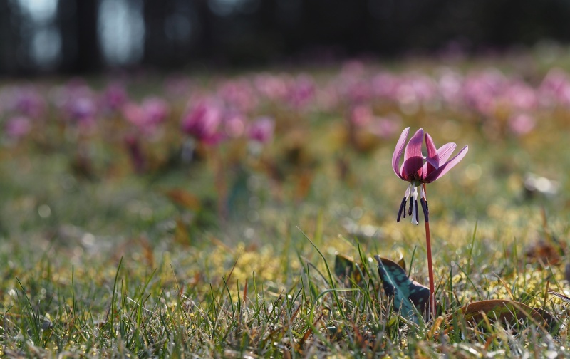 Kandík psí zub (Erythronium dens-canis)