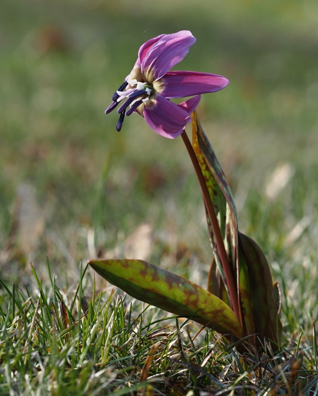 Kandík psí zub (Erythronium dens-canis)