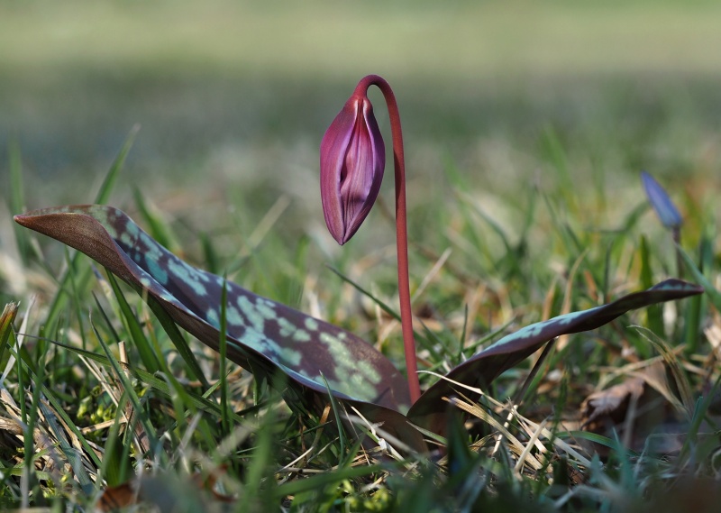 Kandík psí zub (Erythronium dens-canis)